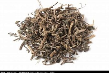 Purslane Herb - 1 lb (454 g)