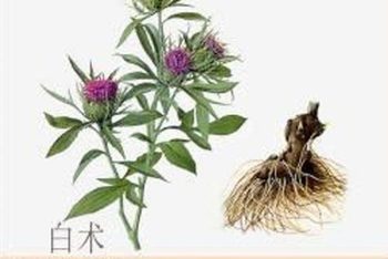 Atractylodes Rhizome - 1 lb (454 g)