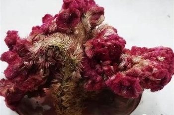 Cockscomb Flower - 1 lb (454 g)