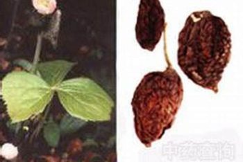Sinopodophyllum Fruit - 1 lb (454 g)