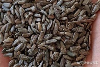 Burdock Fruit - 1 lb (454 g)