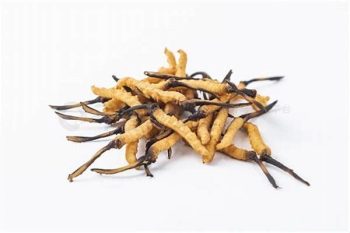 Cordyceps - 1 lb (454 g)
