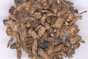 Picrorhiza Rhizome - 1 lb (454 g)