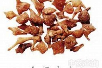 Panax Root - 1 lb (454 g)