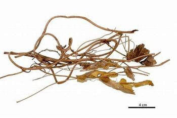 Aristolochia Vine - 1 lb (454 g)
