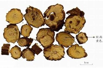 Euphorbia Root - 1 lb (454 g)