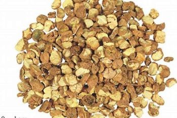 Corydalis Tuber - 1 lb (454 g)