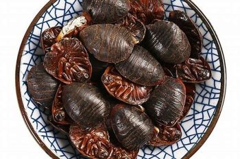 Leech - 1 lb (454 g)