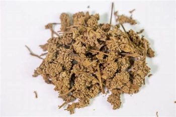 Chinese Olive - 1 lb (454 g)
