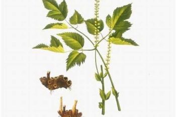 Cimicifuga Rhizome - 1 lb (454 g)