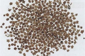 Lygodium Spore - 1 lb (454 g)