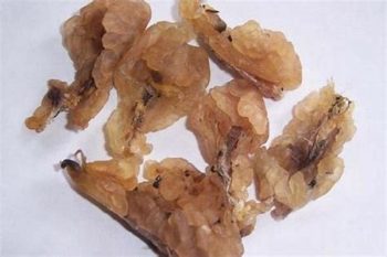 Forest Frog Oil - 1 lb (454 g)
