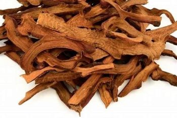 Drynaria Rhizome - 1 lb (454 g)