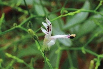 Andrographis Herb - 1 lb (454 g)