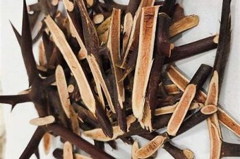 Gleditsia Thorn - 1 lb (454 g)
