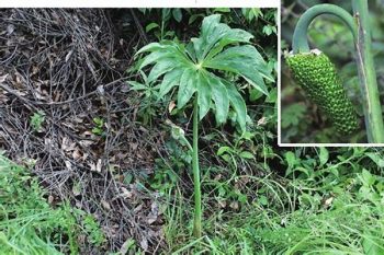 Arisaema Tuber - 1 lb (454 g)