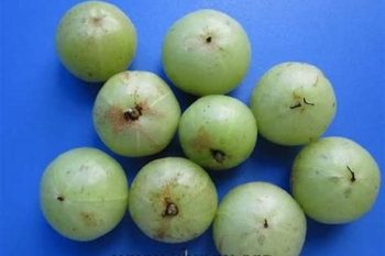 Emblic Leafflower Fruit - 1 lb (454 g)