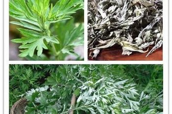 Mugwort Leaf - 1 lb (454 g)