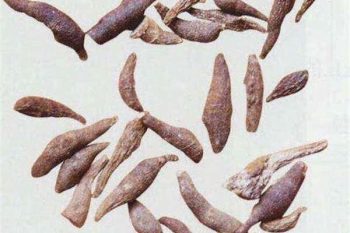 Anemone Tuber - 1 lb (454 g)