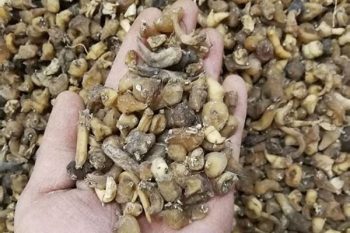 Cremastra Tuber - 1 lb (454 g)